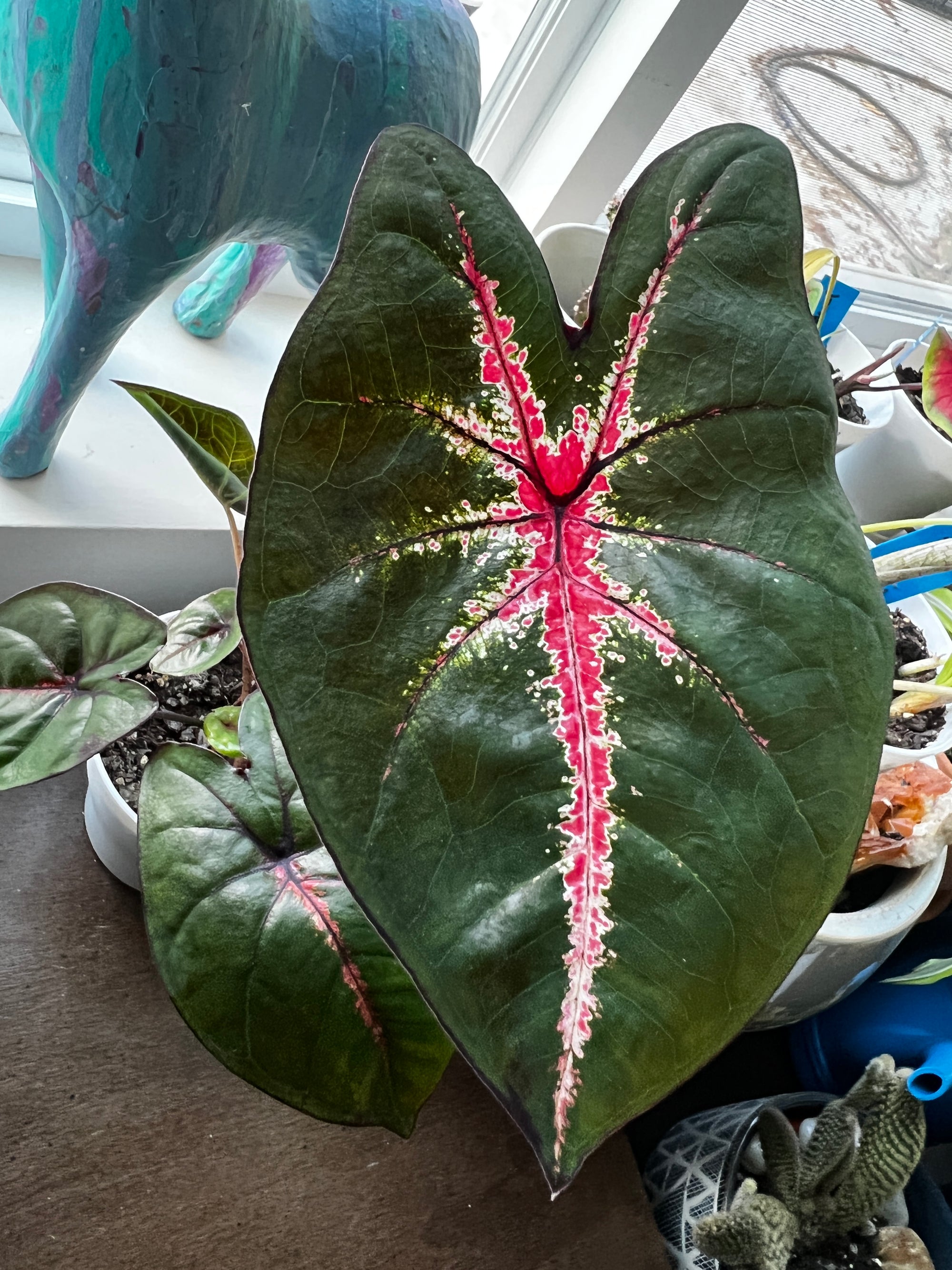 Ms WB Haldeman Caladium -Translucent Red Leaves w/ White Veins & Green Edges (2 Bulbs)