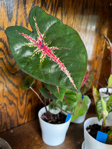 Ms WB Haldeman Caladium -Translucent Red Leaves w/ White Veins & Green Edges (2 Bulbs)