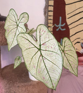 Marie Moir Caladium (2 bulbs)