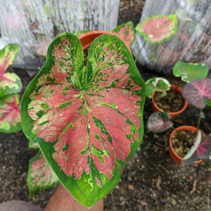 Mesmerized Caladium (2 bulbs)