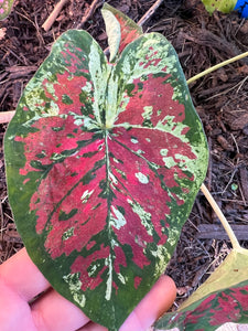 Mesmerized Caladium (2 bulbs)