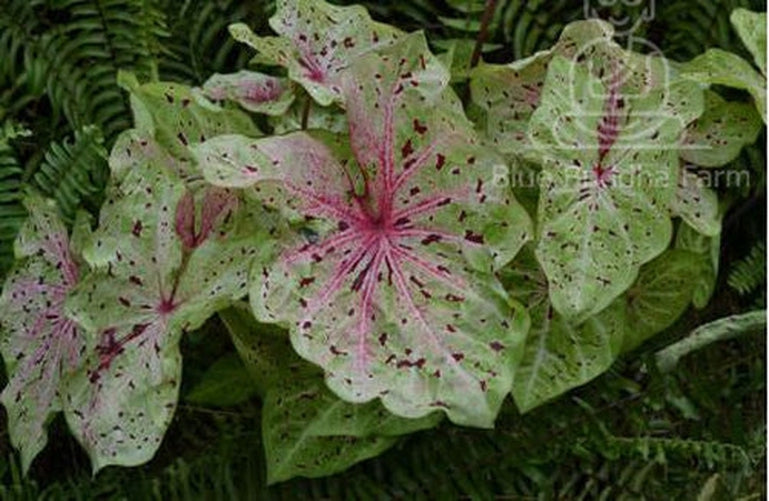 Miss Muffet Caladium (2 Bulbs)