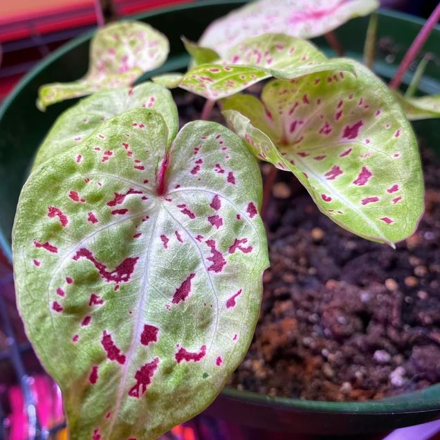 Miss Muffet Caladium (2 Bulbs)