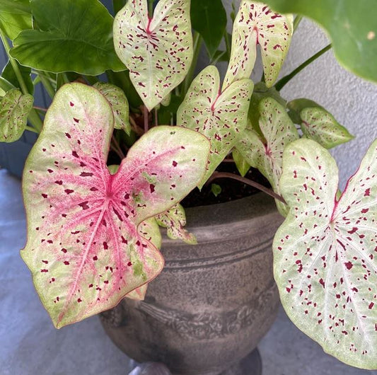 'Miss Muffet' Caladium – Pink Polka Dotted Charm (2 Bulbs) - Blue Buddha Farm