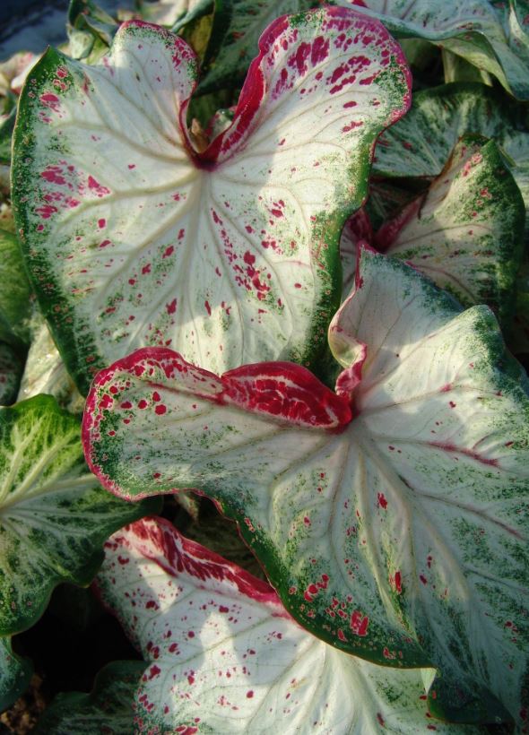 Peppermint Caladium (2 bulbs)