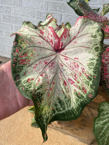 Peppermint Caladium (2 bulbs)