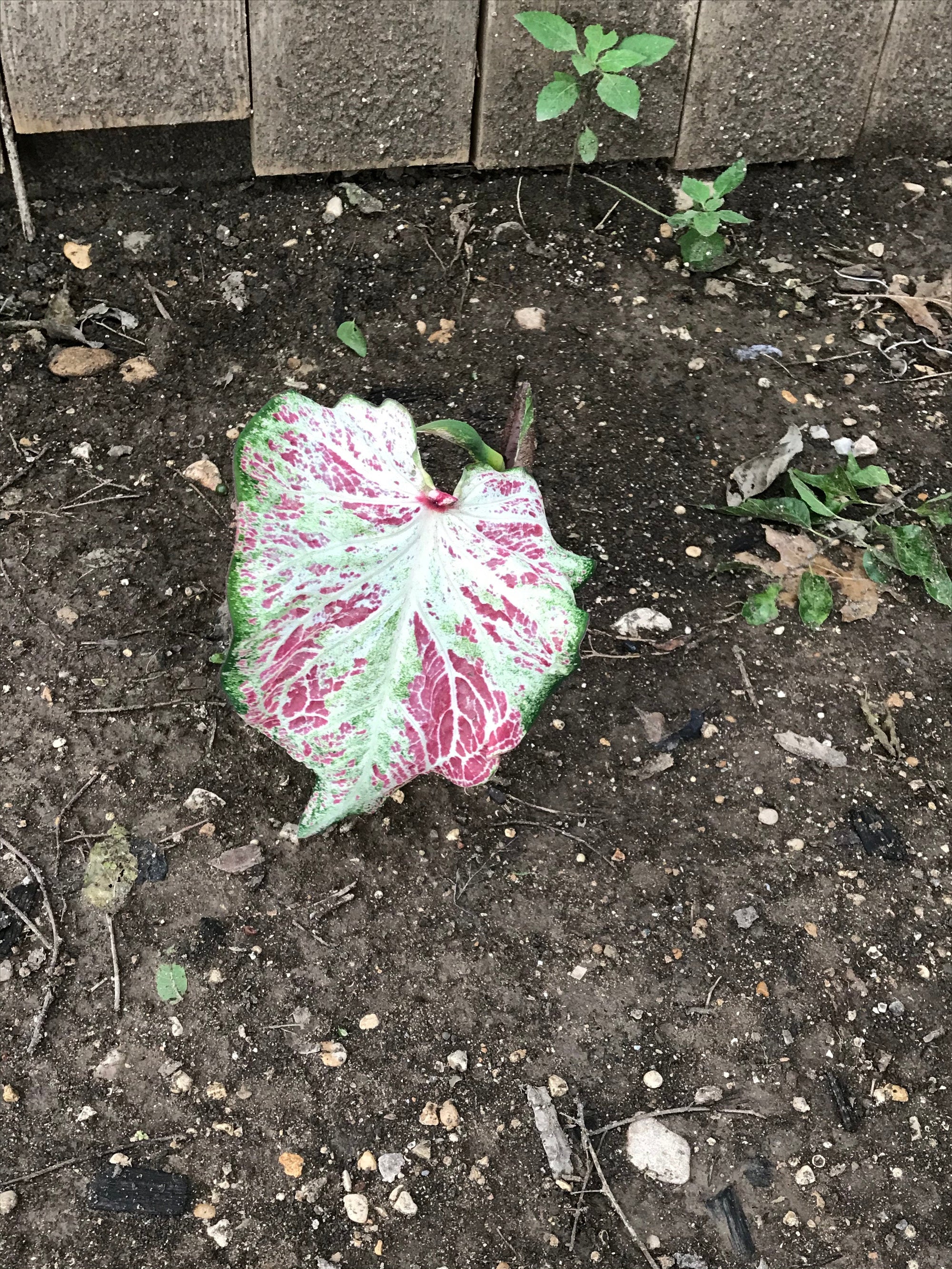 Peppermint Caladium (2 bulbs)