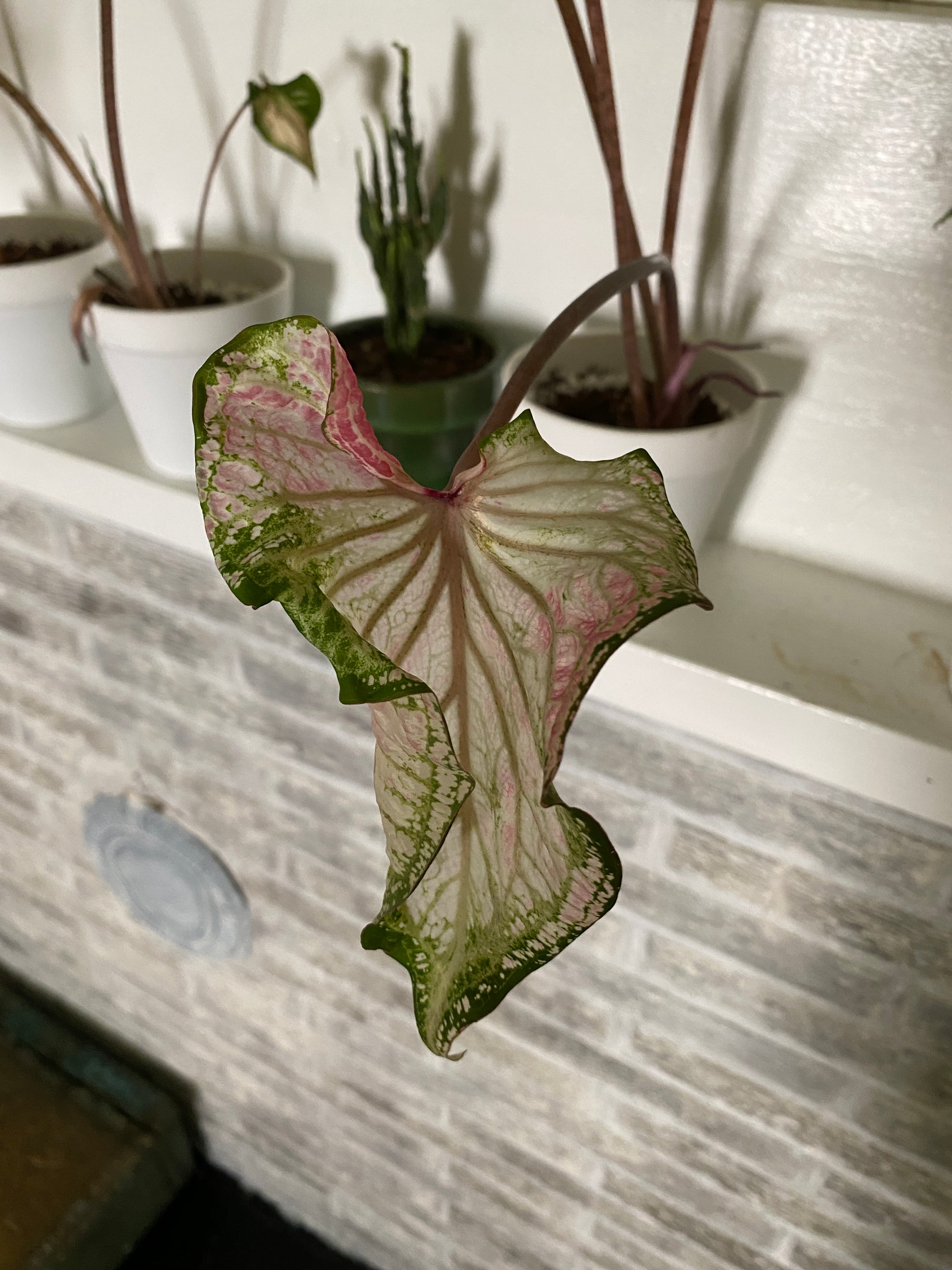 Peppermint Caladium (2 bulbs)