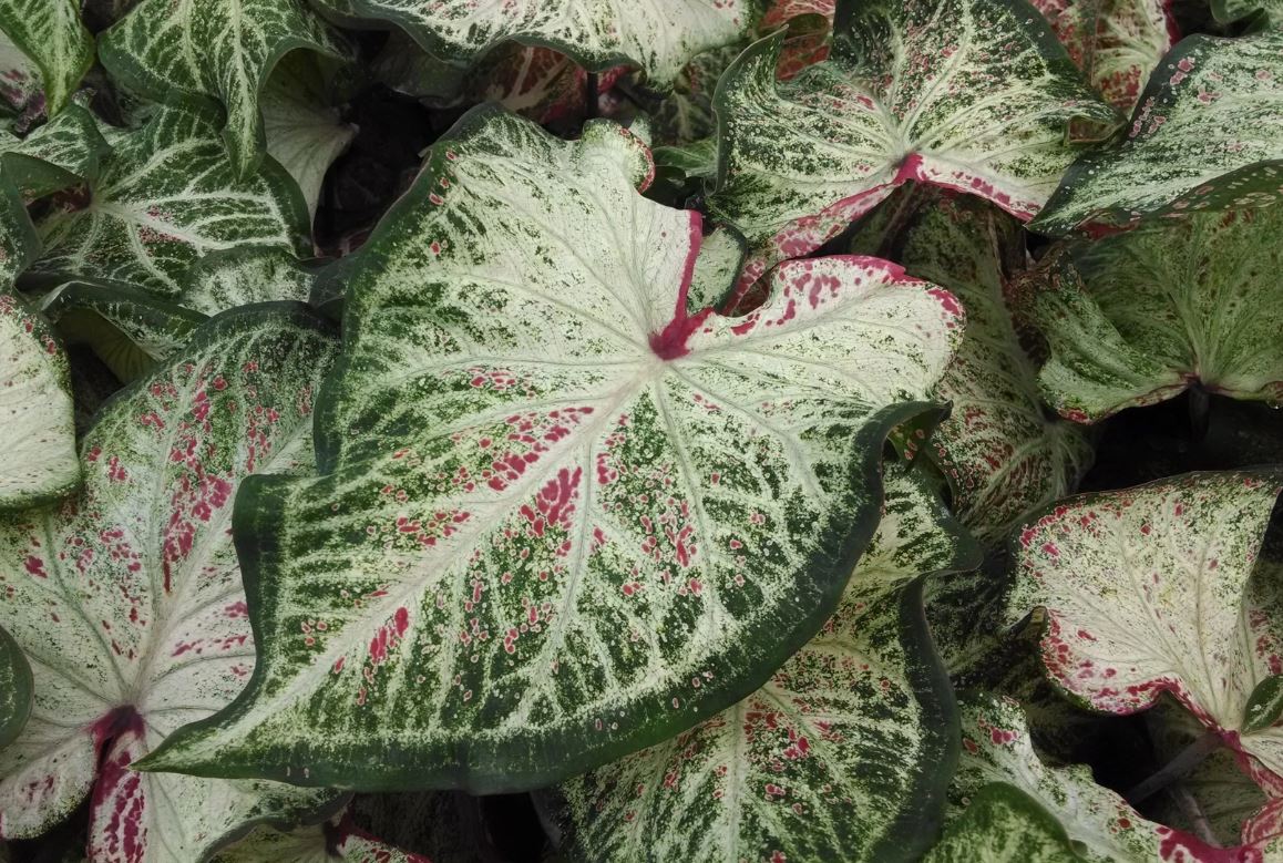 Peppermint Caladium (2 bulbs)