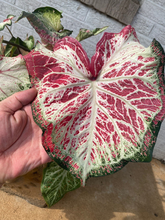 'Peppermint' Caladium – Swirls of Sweet Colors (2 Bulbs) - Blue Buddha Farm