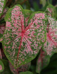 Pink Beauty Caladium (2 Bulbs)