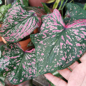 Pink Beauty Caladium (2 Bulbs)