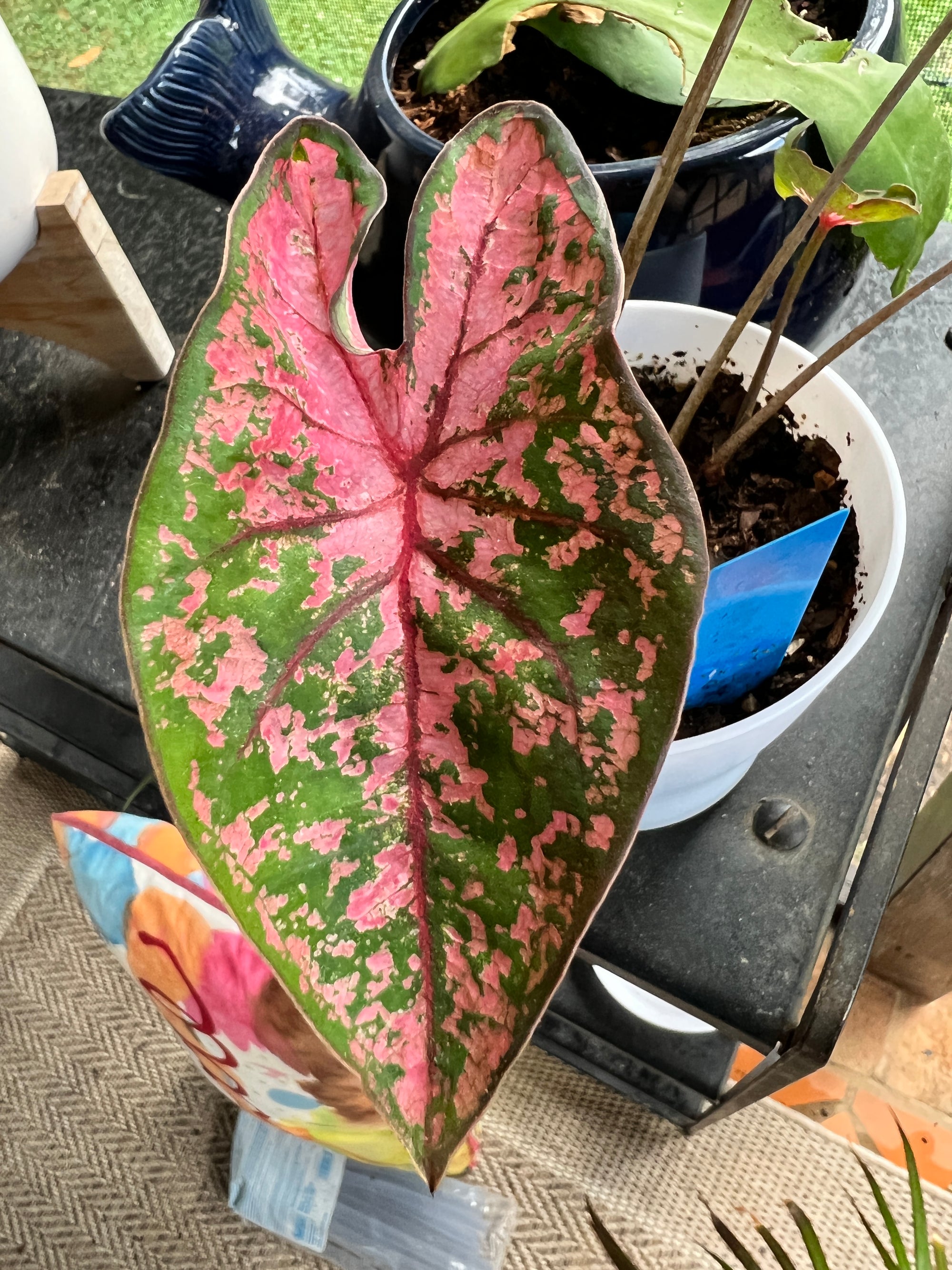 Pink Beauty Caladium (2 Bulbs)