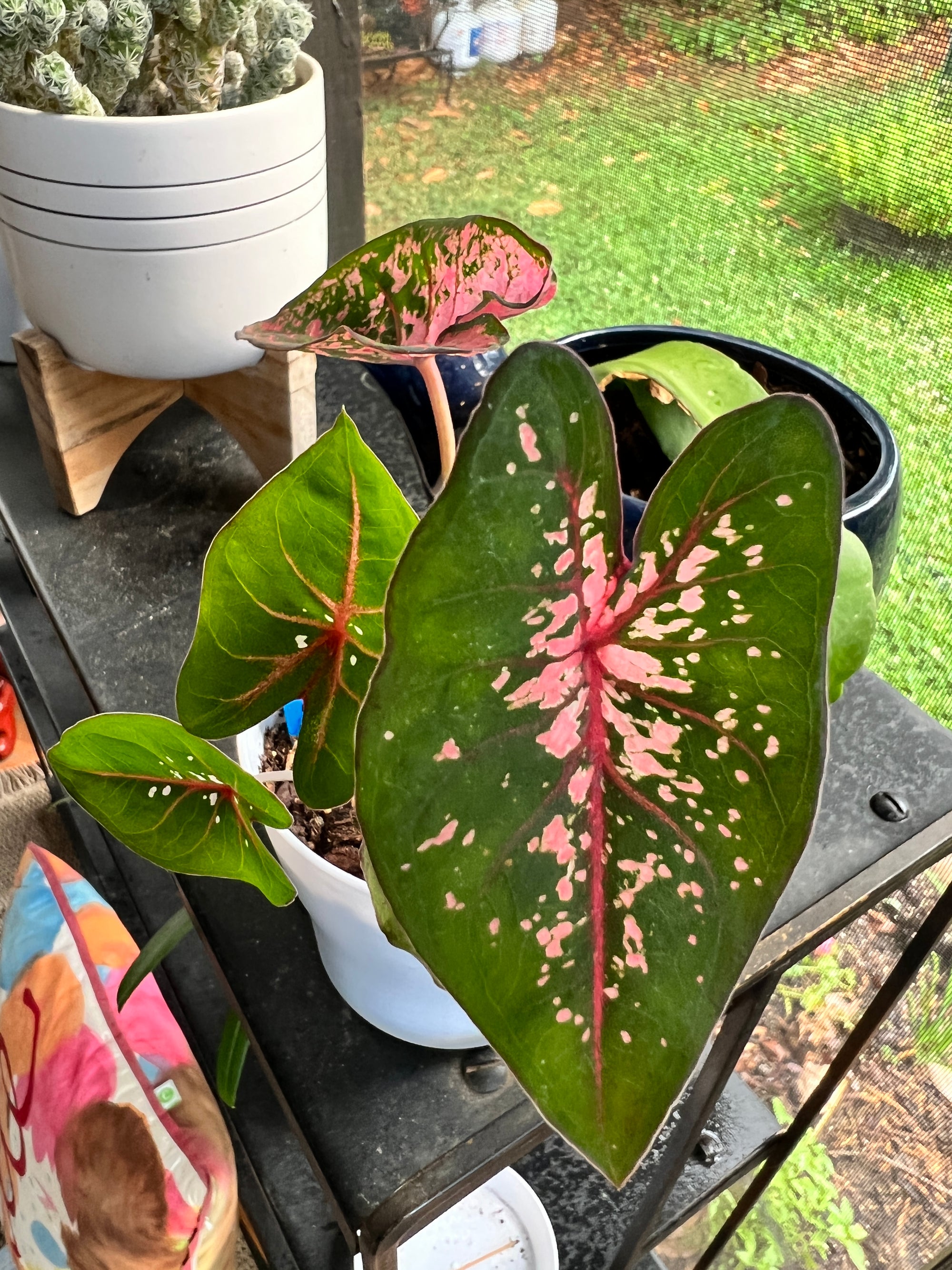 Pink Beauty Caladium (2 Bulbs)