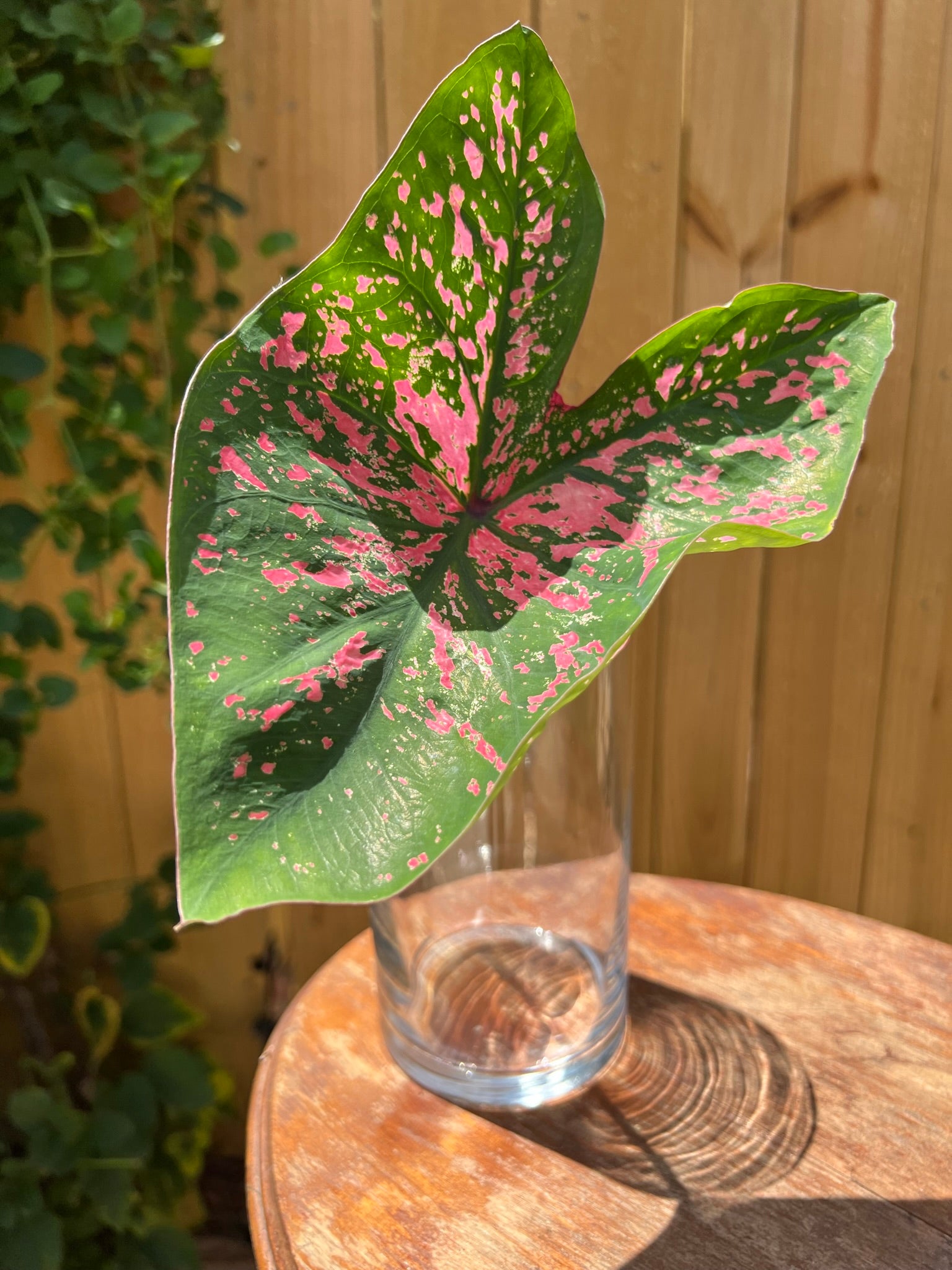 Pink Beauty Caladium (2 Bulbs)  ** Preorder for Spring 2024 **