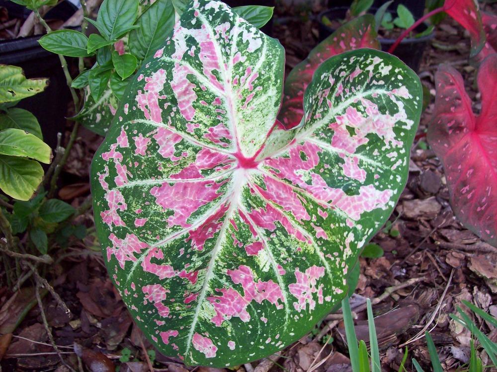 Caladium Pink Cloud - Blue Buddha Farm