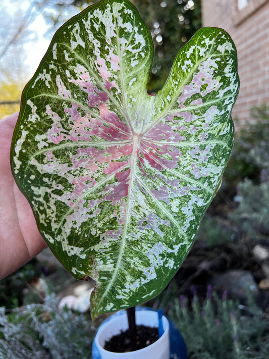 'Pink Cloud' Caladium – Bubble Gum Pink Bliss (2 Bulbs) - Blue Buddha Farm