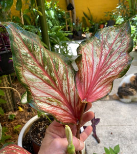 Pink Gem Caladium (2 Bulbs)