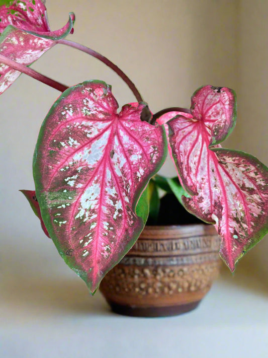 'Pink Panther' Caladium – Stunning Red and Green Elegance (2 Bulbs) - Blue Buddha Farm