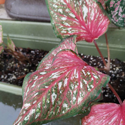 'Pink Panther' Caladium – Stunning Red and Green Elegance (2 Bulbs) - Blue Buddha Farm