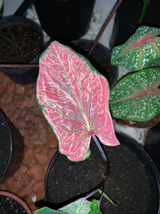 Pink Symphony Caladium #1 Size (2 Bulbs)
