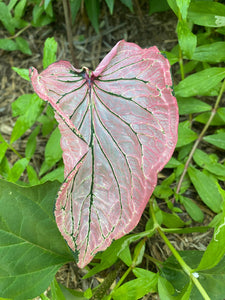 Pink Symphony Caladium #1 Size (2 Bulbs)