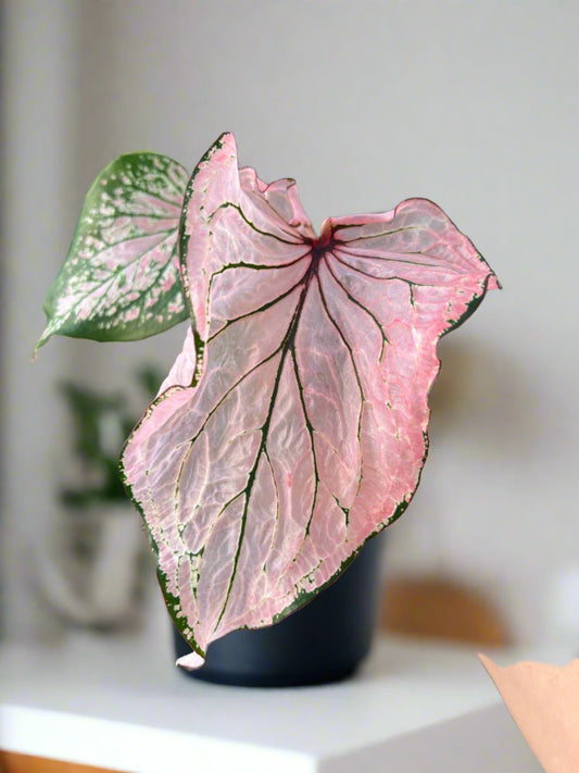 'Pink Symphony' Caladium – Harmonious Pink Hues (2 Bulbs) - Blue Buddha Farm