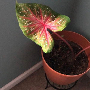 Red Flash Caladium (2 Bulbs)