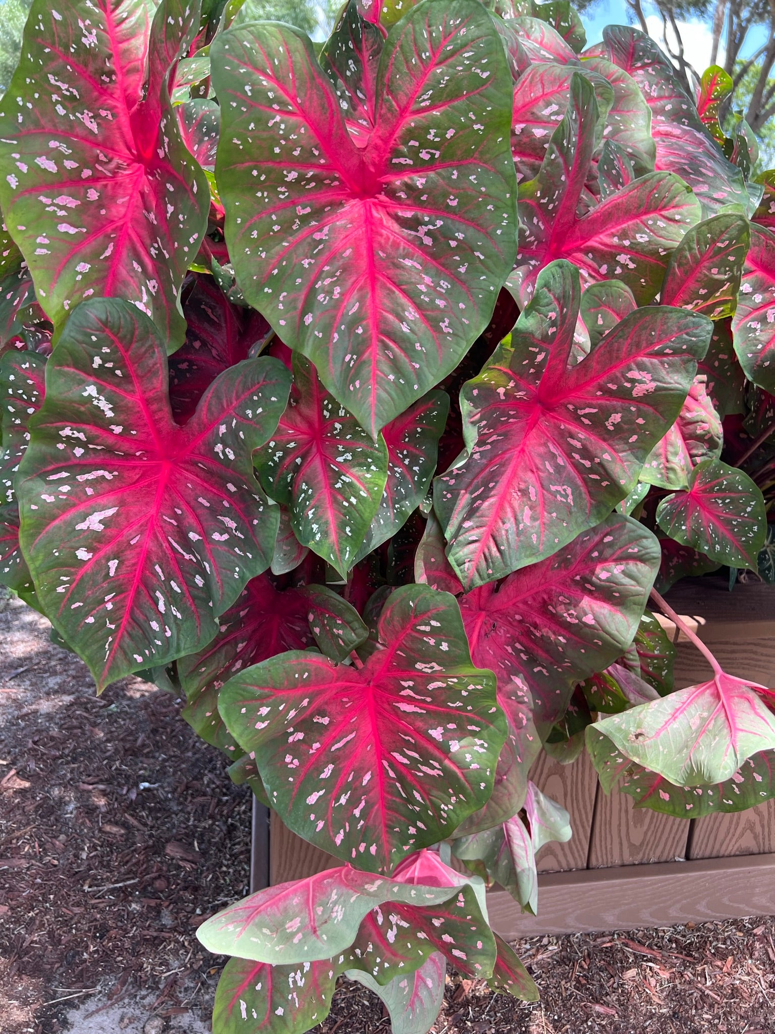 Red Flash Caladium (2 Bulbs)  ** Preorder for Spring 2024 **