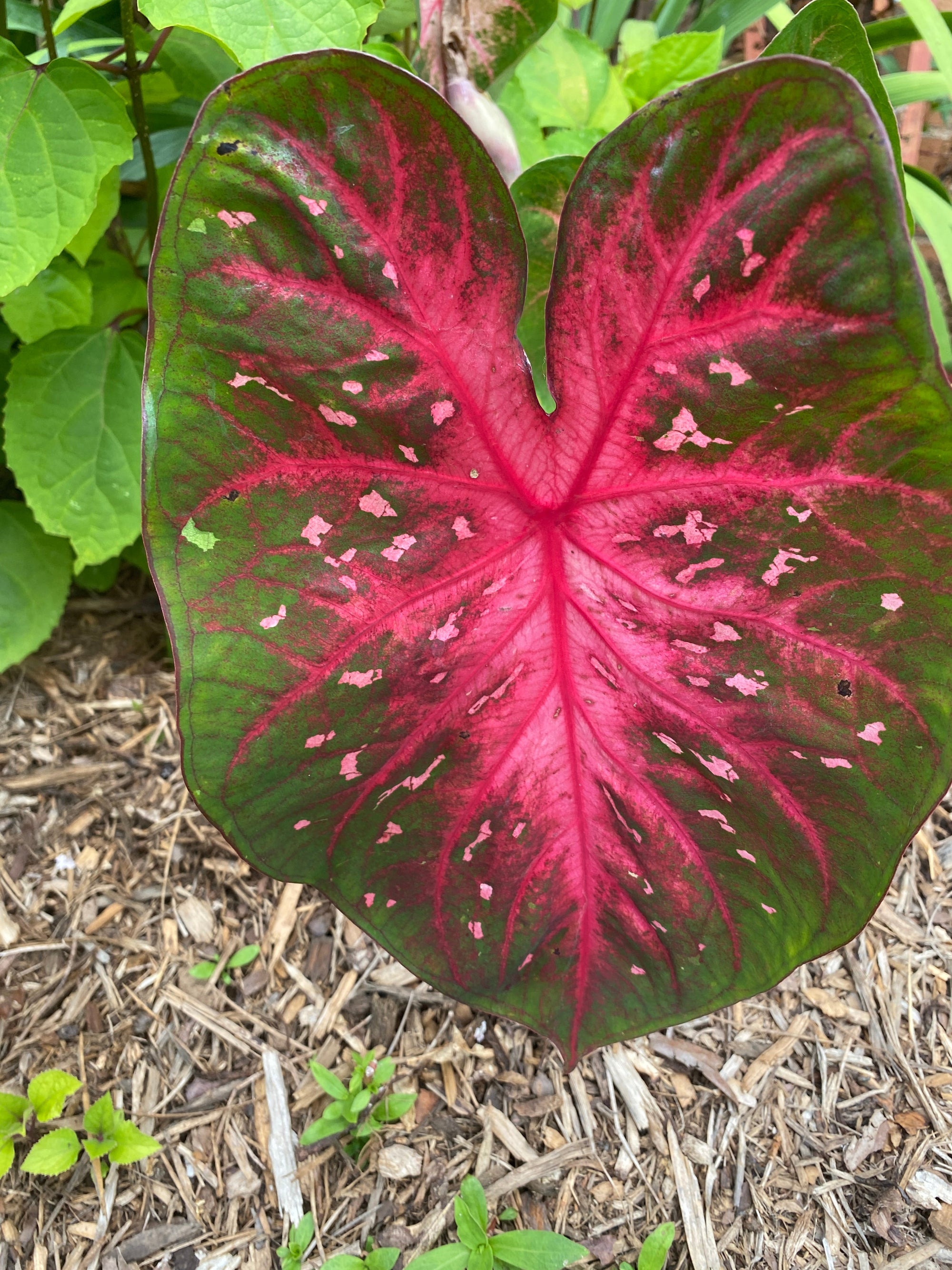 Red Flash Caladium (2 Bulbs)