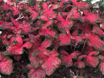 Restless Heart Caladium (2 bulbs)