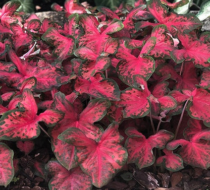 A grouping of 'Restless Heart' Caladium plants, each leaf showcasing the dramatic wavy texture and rich coloration, adding depth to the garden.