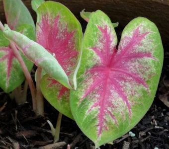Rosebud Caladium (2 Bulbs)
