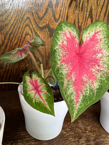 Rosebud Caladium (2 Bulbs)