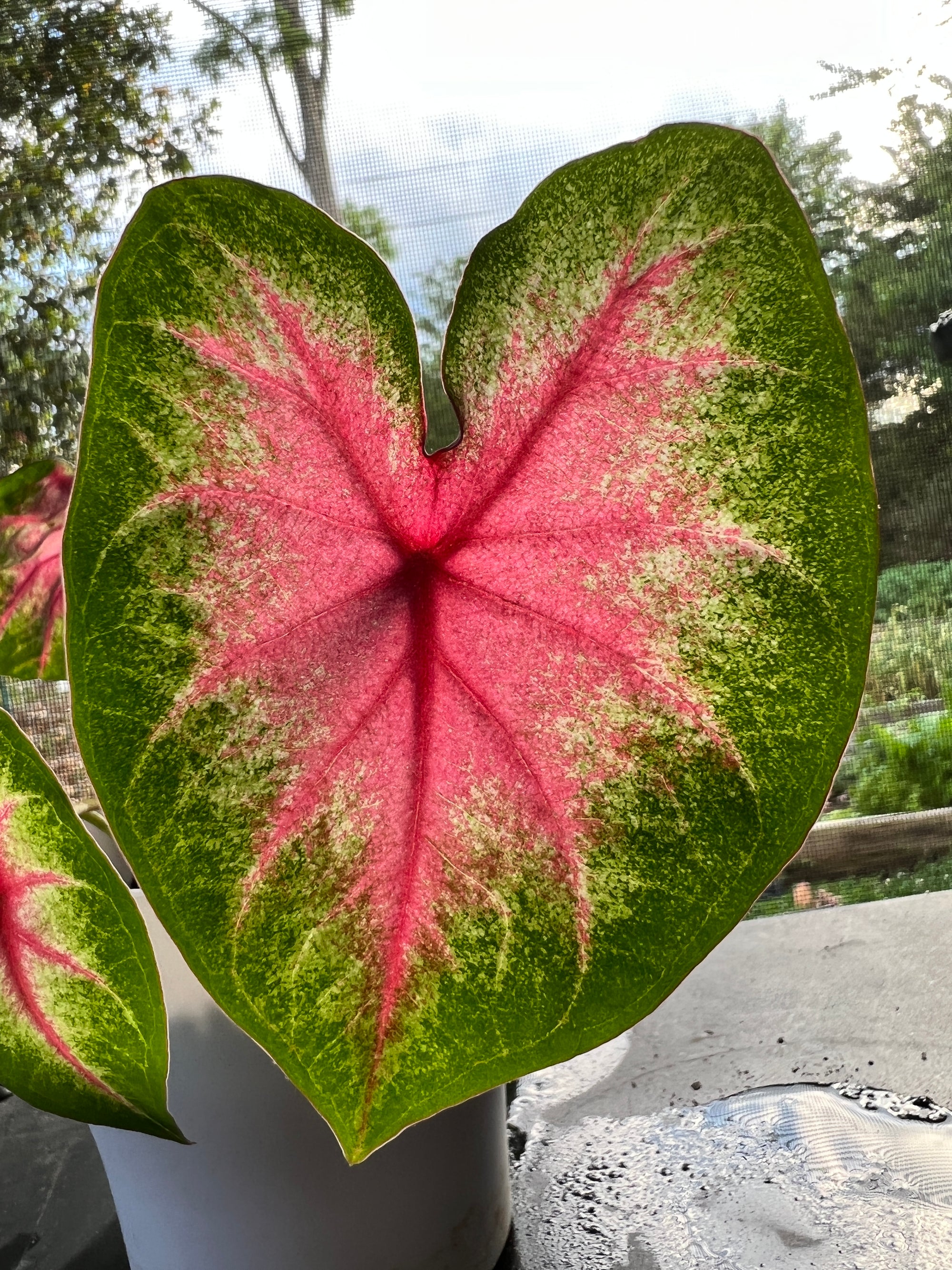 Rosebud Caladium (2 Bulbs)