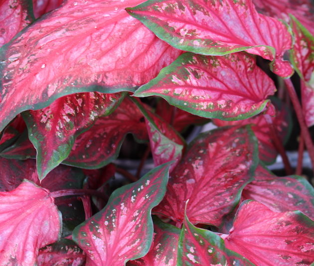 Scarlet Flame Caladium (2 bulbs)