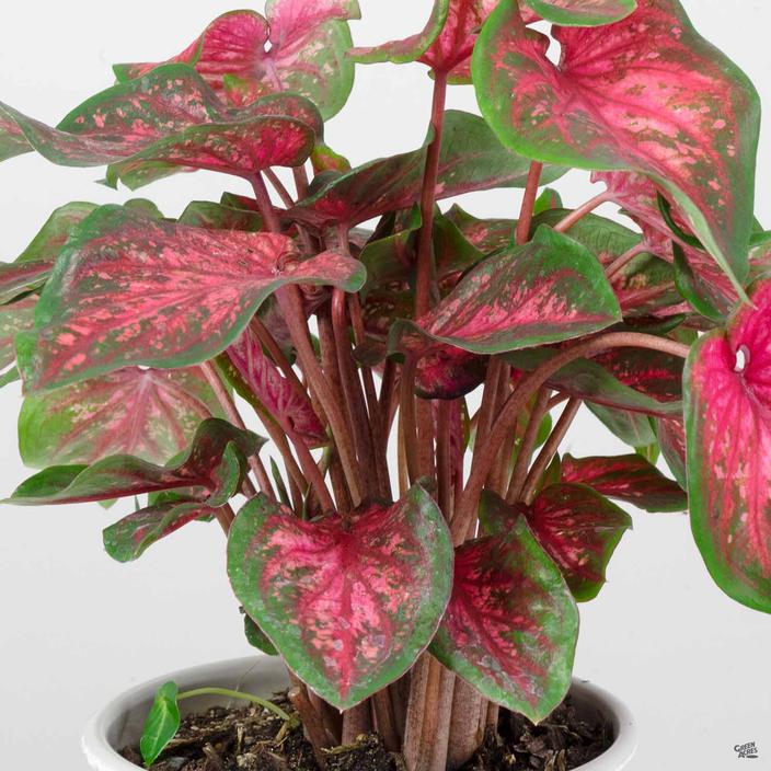Scarlet Flame Caladium (2 bulbs)