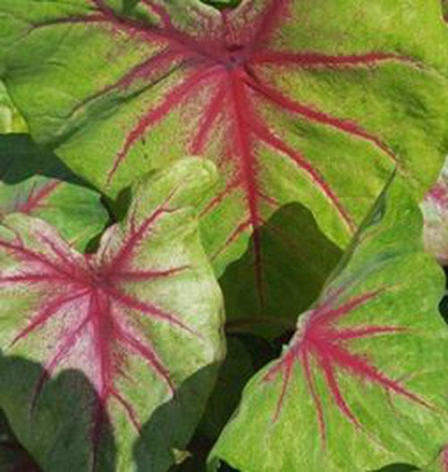 'Scarlet Pimpernel' Caladium – Vibrant Shades of Red and Green (2 Bulbs) - Blue Buddha Farm