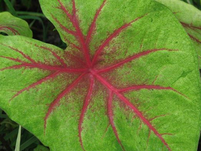 Scarlet Pimpernel Caladium (2 Bulbs)