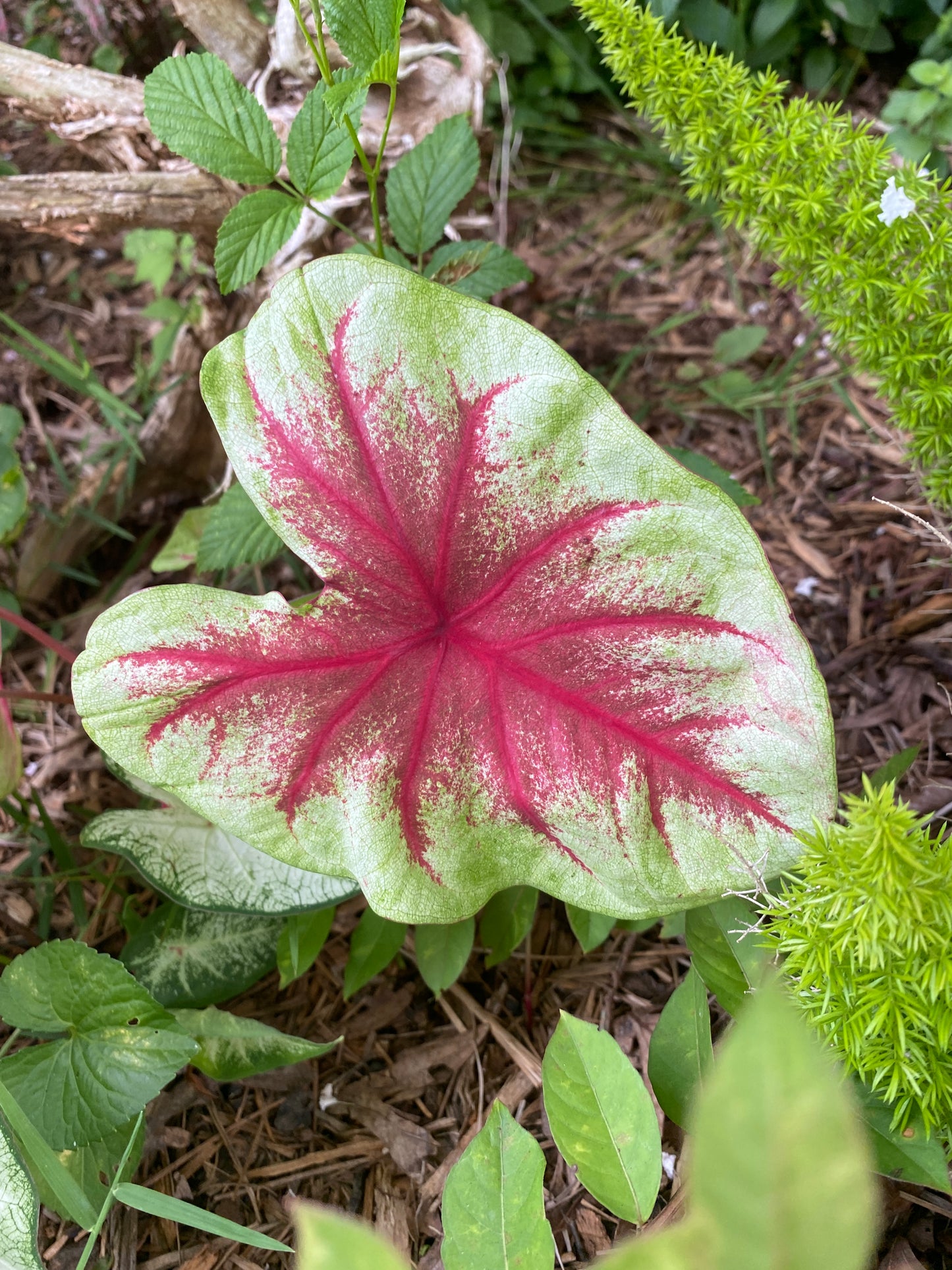 'Scarlet Pimpernel' Caladium – Vibrant Shades of Red and Green (2 Bulbs) - Blue Buddha Farm