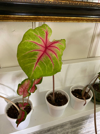 'Scarlet Pimpernel' Caladium – Vibrant Shades of Red and Green (2 Bulbs) - Blue Buddha Farm