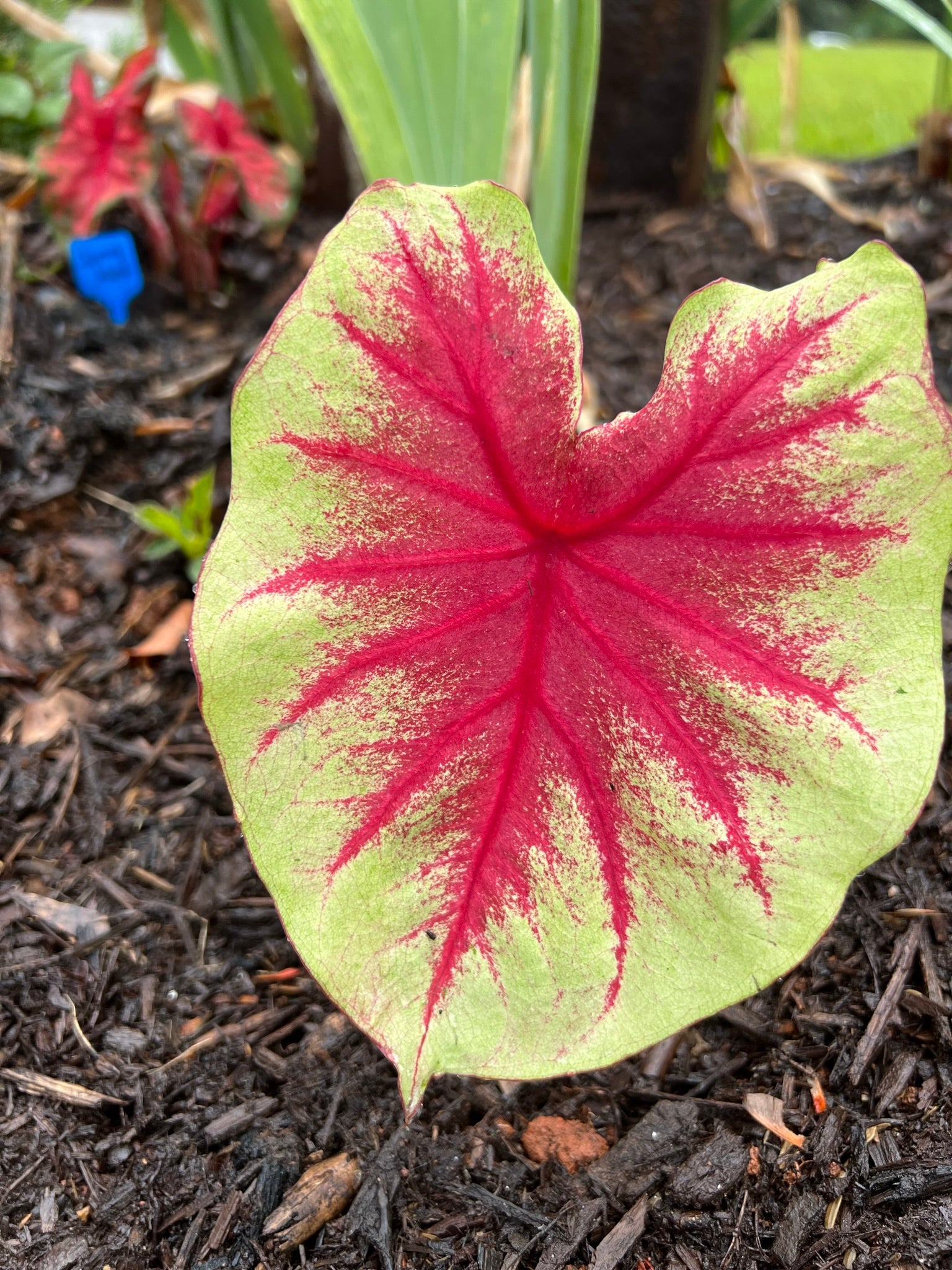 Scarlet Pimpernel Caladium (2 Bulbs)