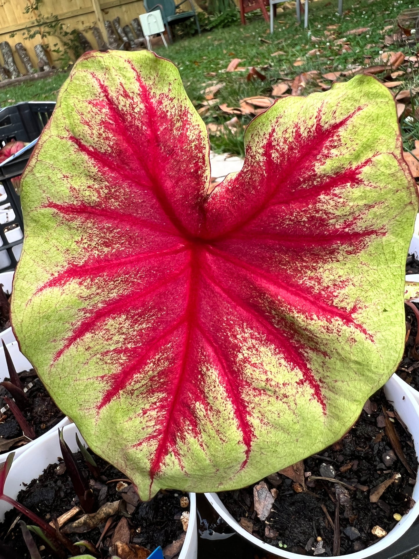 Scarlet Pimpernel Caladium (2 Bulbs)