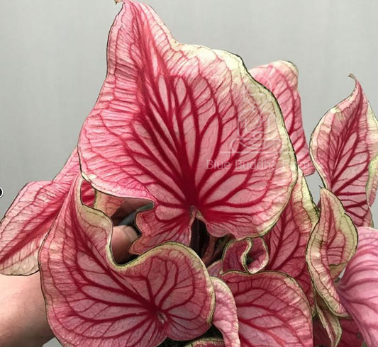 'Sizzle' Caladium – Vibrant Dance of Colors (2 Bulbs) - Blue Buddha Farm