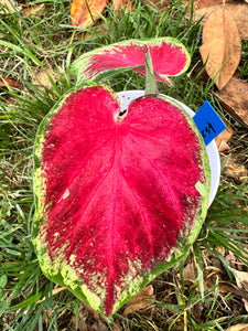 Starburst Caladium (2 bulbs)