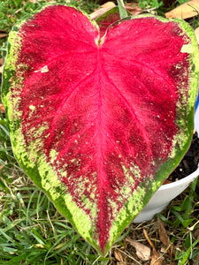 Starburst Caladium (2 bulbs)