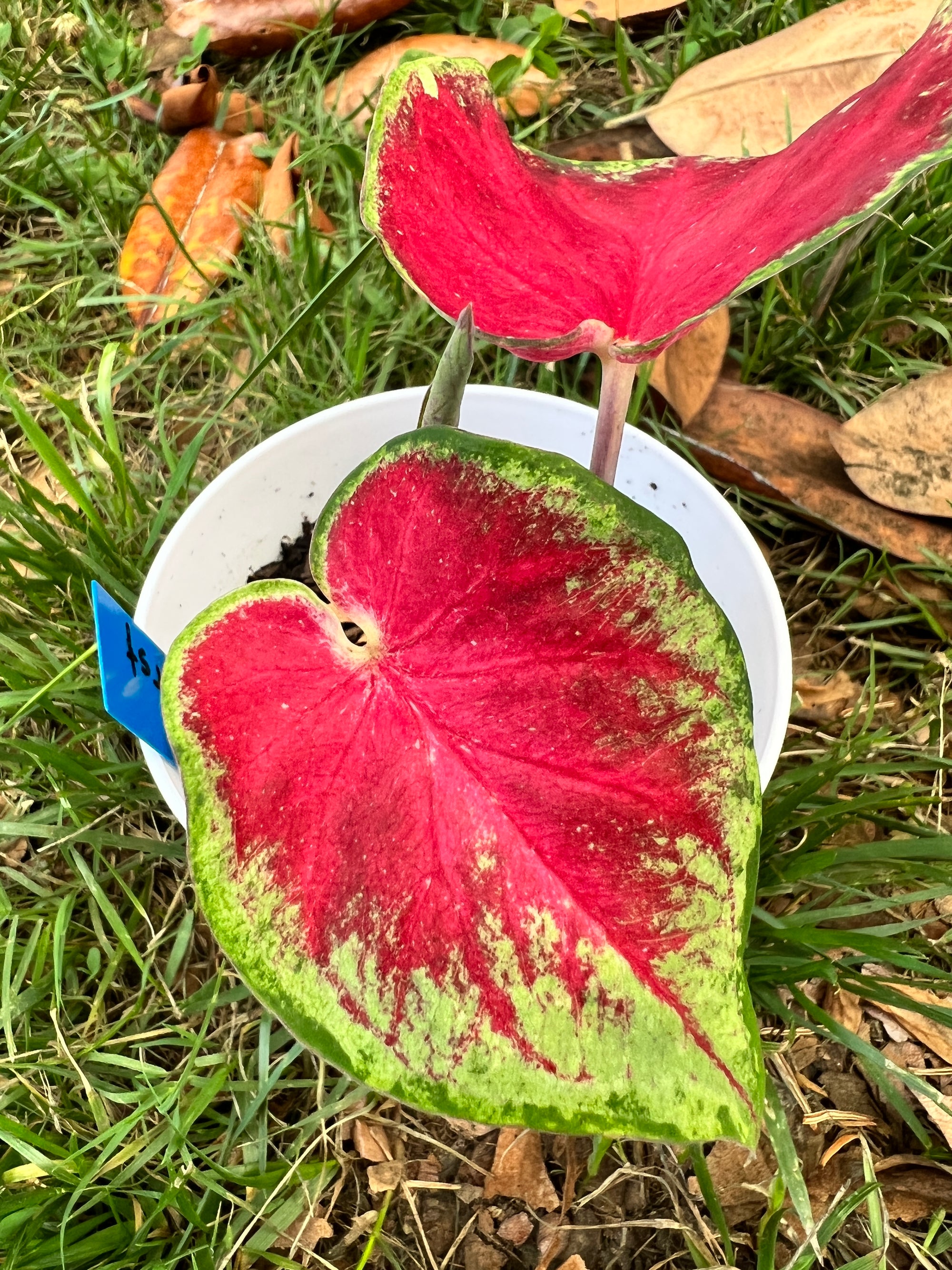Starburst Caladium (2 bulbs)