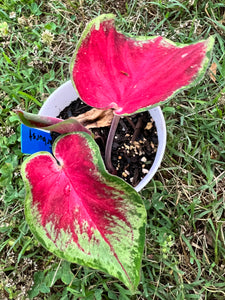 Starburst Caladium (2 bulbs)