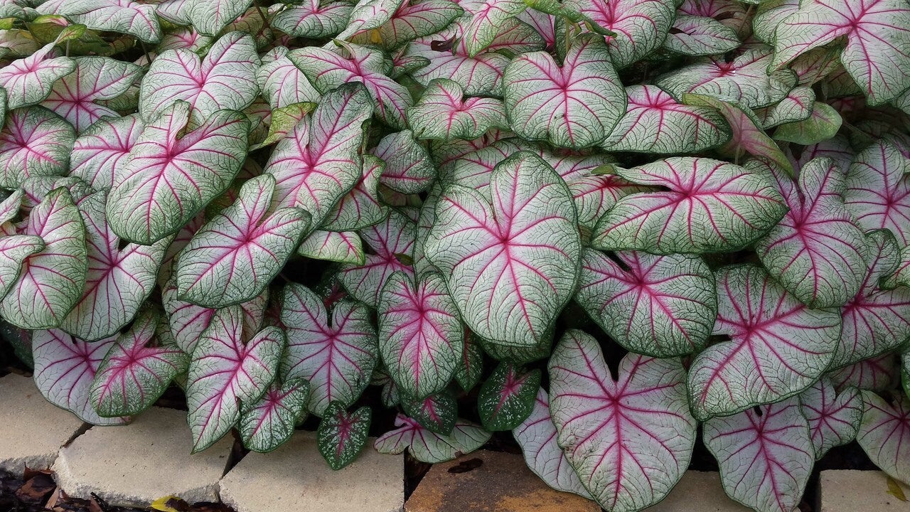 Summer Breeze Caladium (2 Bulbs) ** Preorder for Spring 2024 ** - Blue Buddha Farm