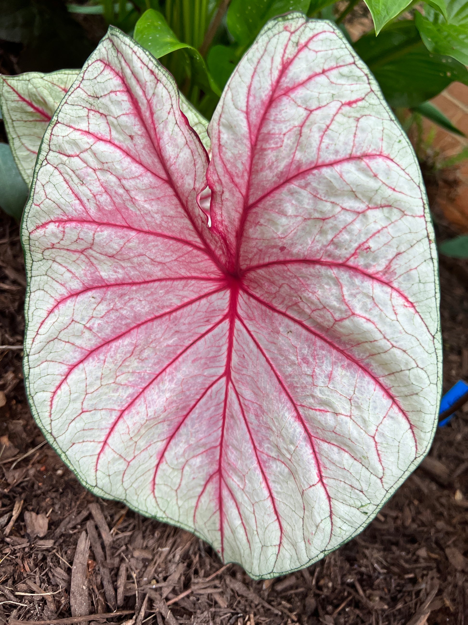 Summer Breeze Caladium (2 Bulbs) ** Preorder for Spring 2024 ** - Blue Buddha Farm